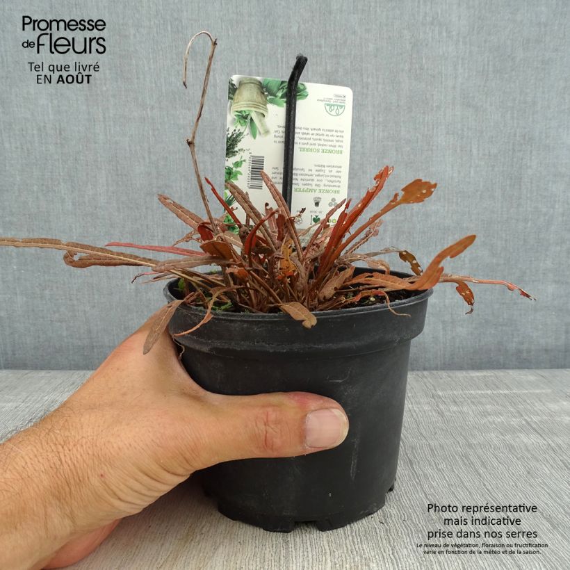 Exemplar von Ampfer Copper Sword - Rumex flexuosus Topf mit 1,5L/2L wie im Sommer geliefert