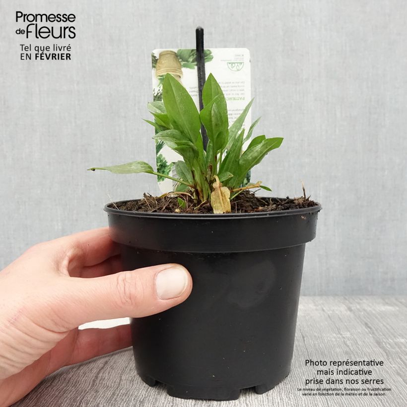 Exemplar von Ampfer - Rumex patientia Topf mit 1,5L/2L wie im Winter geliefert