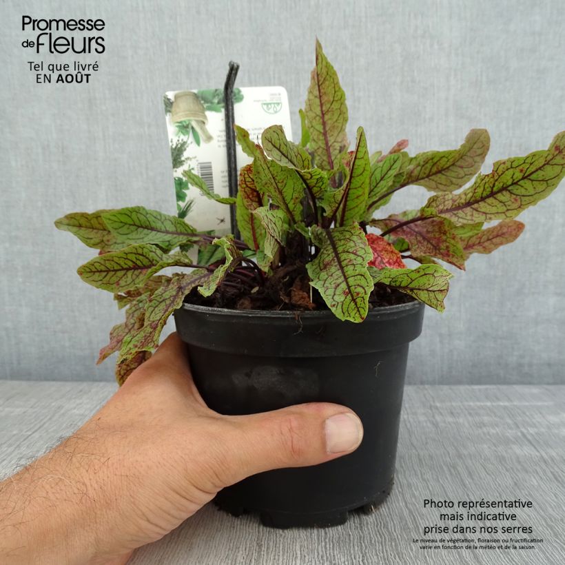 Exemplar von Ampfer - Rumex sanguineus Topf mit 1,5L/2L wie im Sommer geliefert