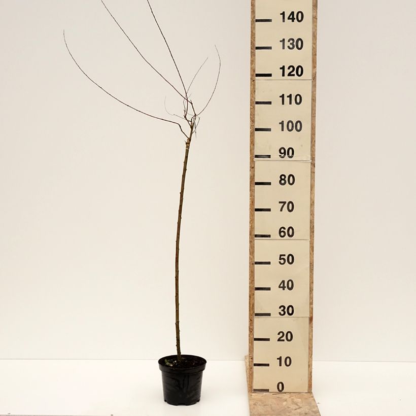 Exemplar von Purpur-Weide Pendula - Salix purpurea Topf mit 3L/4L wie im Winter geliefert