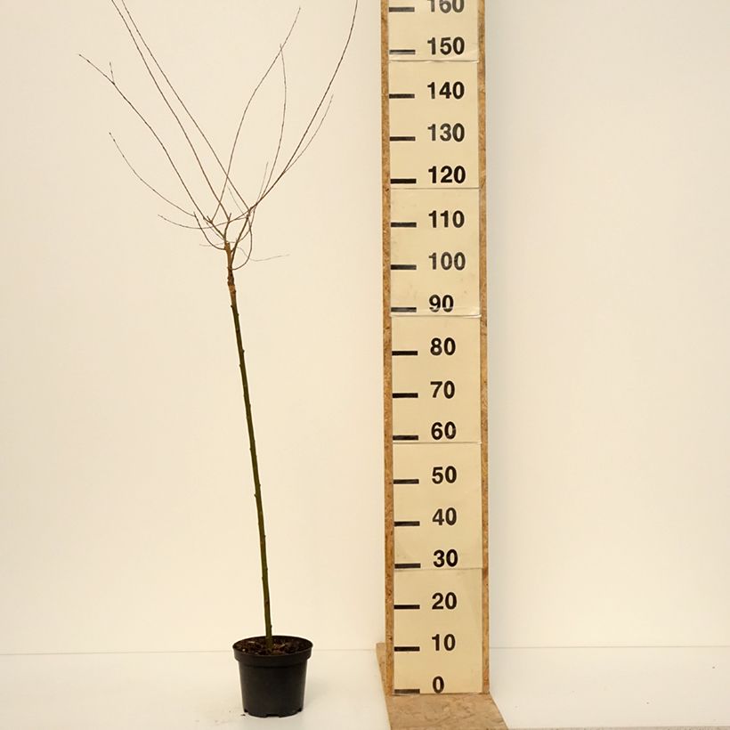 Exemplar von Purpur-Weide Pendula - Salix purpurea Topf mit 3L/4LGelieferte Höhe ca. 100cm wie im Frühjahr geliefert