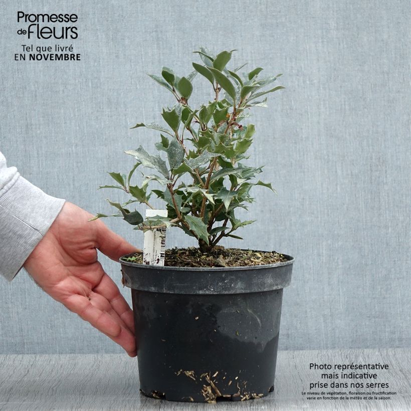 Exemplar von Stachelblättrige Duftblüte Purpureus - Osmanthus heterophyllus Topf mit 3L/4L wie im Herbst geliefert