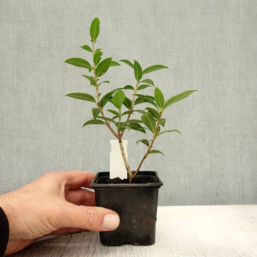 Exemplar von Osmanthus serrulatus - Duftblüte Kleine Töpfe von 8/9 cm wie im Herbst geliefert