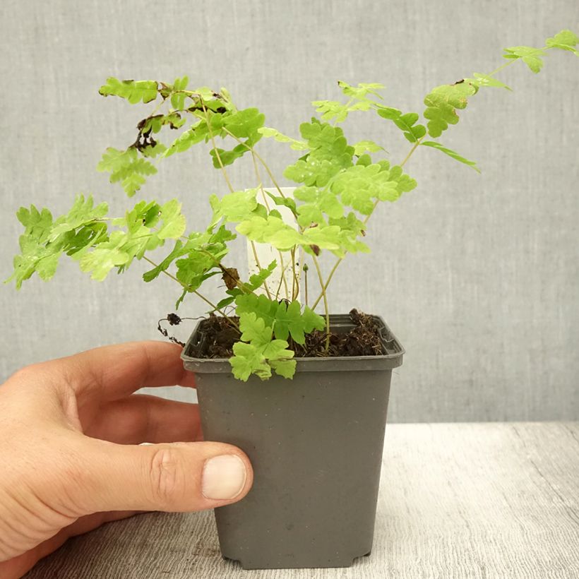 Exemplar von Osmunda claytoniana - Kronenfarn Kleine Töpfe von 8/9 cm wie im Sommer geliefert
