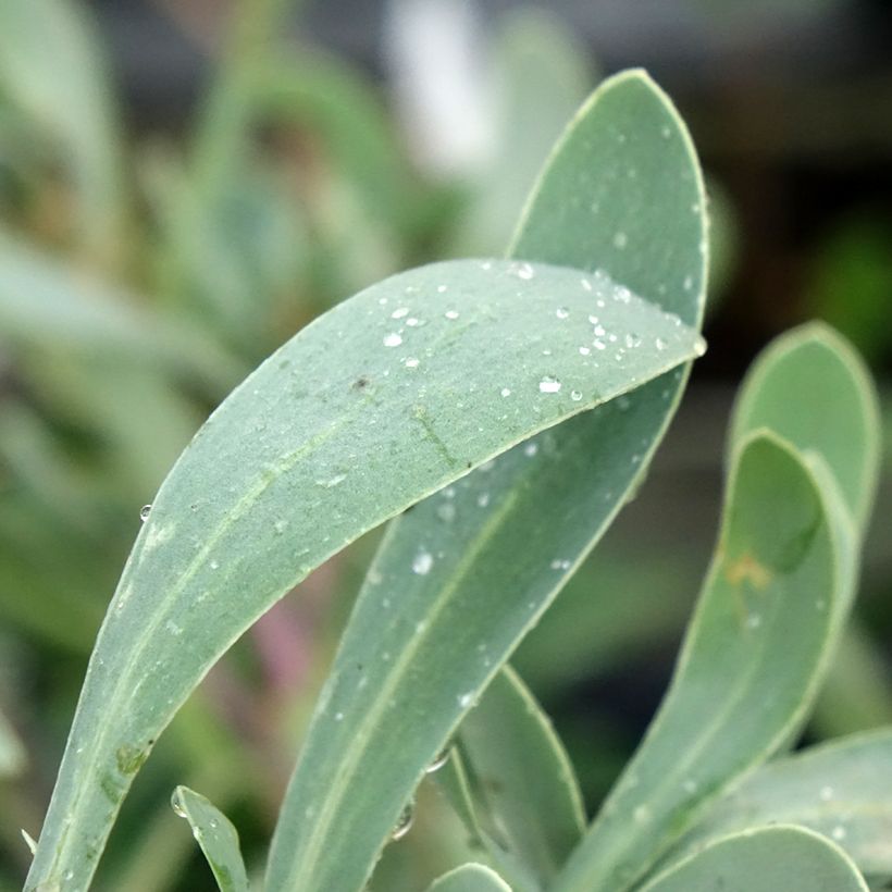 Othonnie - Othonna cheirifolia (Laub)