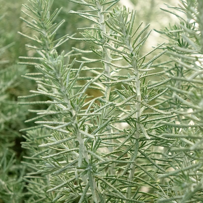 Ozothamnus rosmarinifolius Silver Jubilee - Ozothamnie (Laub)
