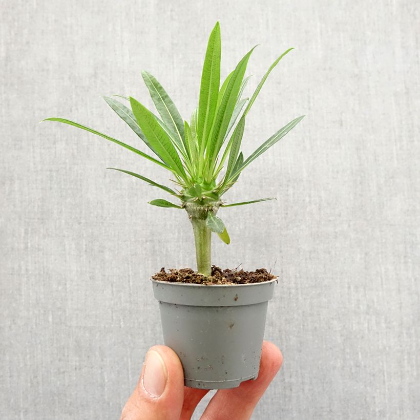 Exemplar von Madagaskarpalme - Pachypodium lamerei Topf mit 7,5L/10L wie im Frühjahr geliefert