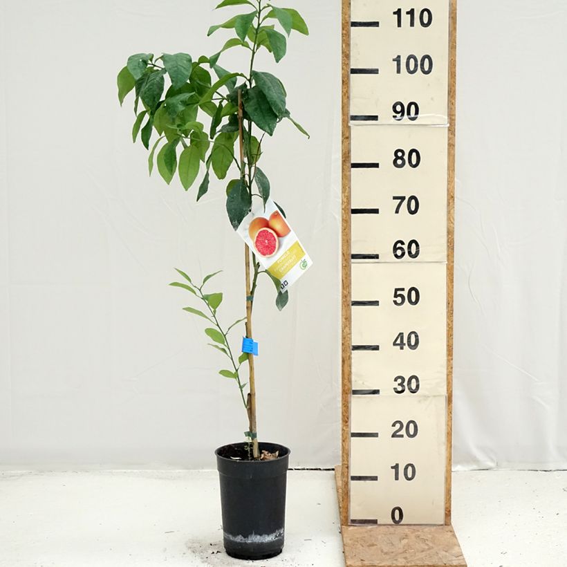 Exemplar von Grapefruit - Citrus x paradisi Topf mit 7,5L/10L, Halbstamm wie im Sommer geliefert