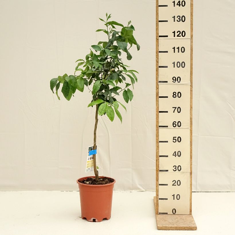 Exemplar von Grapefruit - Citrus x paradisi Topf mit 7,5L/10L, Halbstamm wie im Frühjahr geliefert