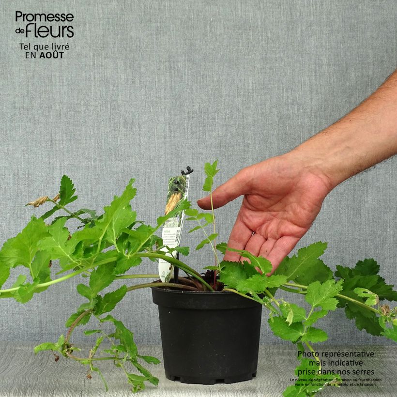 Exemplar von Pastinak - Pastinaca sativa subsp. sativa Topf mit 1,5L/2L wie im Sommer geliefert
