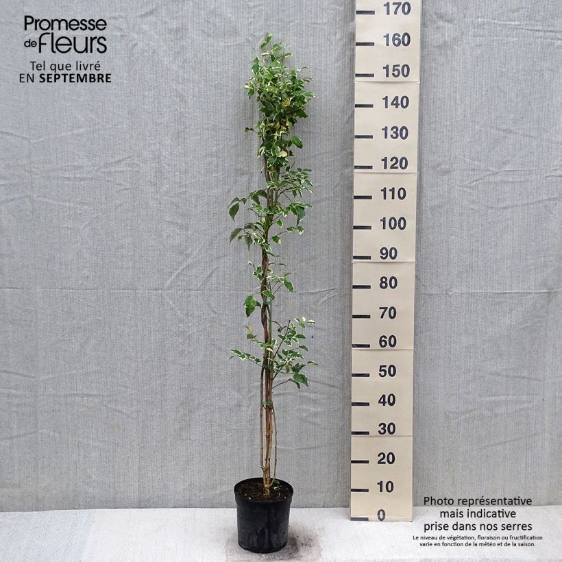 Exemplar von Pandorea jasminoïdes Variegata - Pandoree Topf mit 3L/4L wie im Herbst geliefert