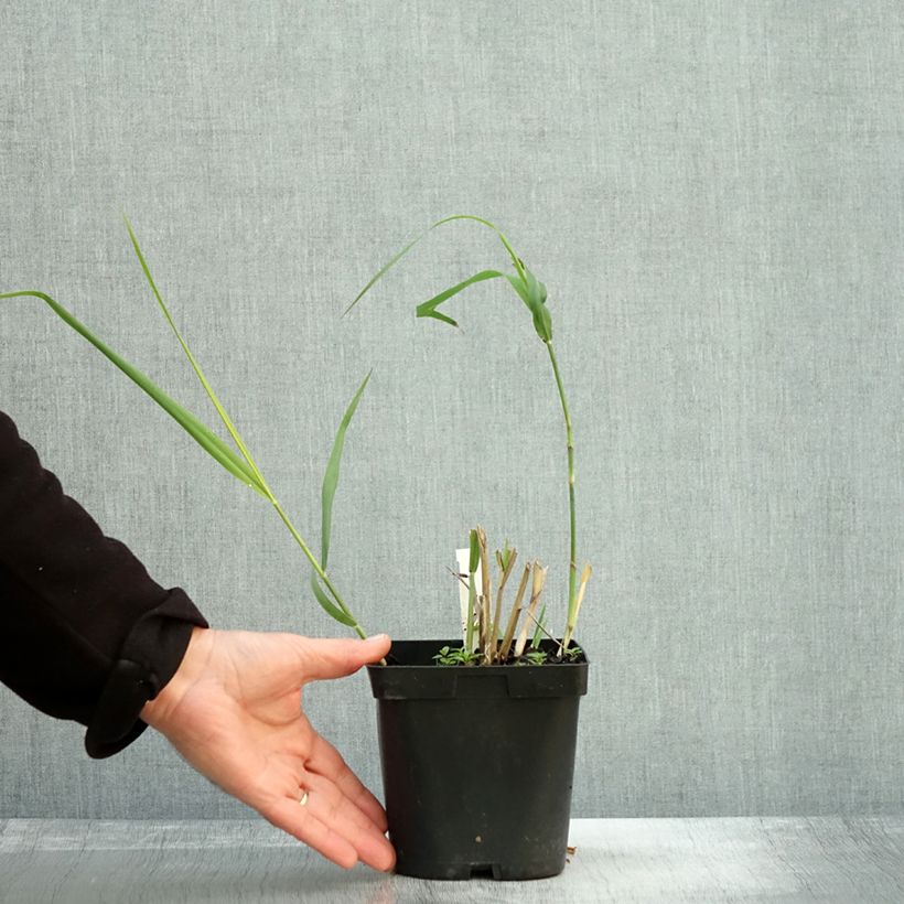 Exemplar von Panicum virgatum Dallas Blues - Ruten-Hirse Topf mit 2L/3L wie im Herbst geliefert