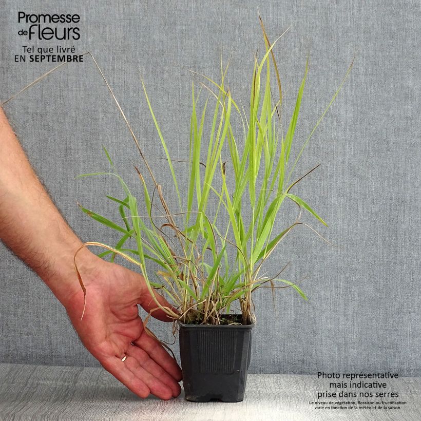 Exemplar von Panicum virgatum Hanse Herms - Ruten-Hirse Kleine Töpfe von 8/9 cm wie im Sommer geliefert