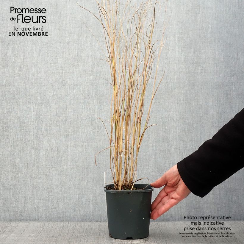 Exemplar von Panicum virgatum Heiliger Hain - Ruten-Hirse Topf mit 2L/3L wie im Herbst geliefert