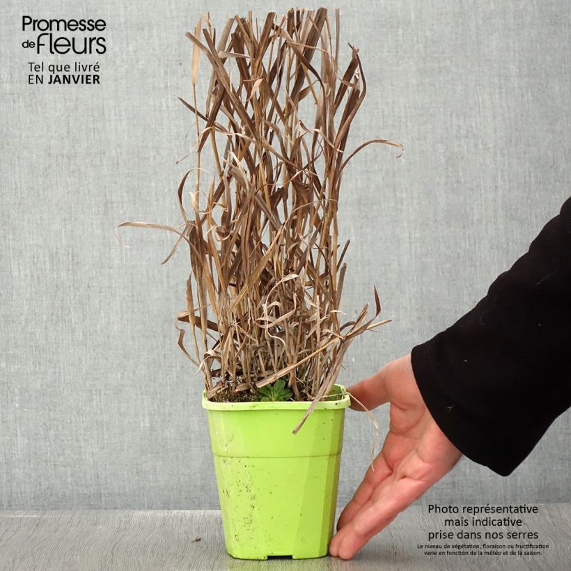 Exemplar von Panicum virgatum Hot Rod - Ruten-Hirse Topf mit 1,5L/2L wie im Winter geliefert