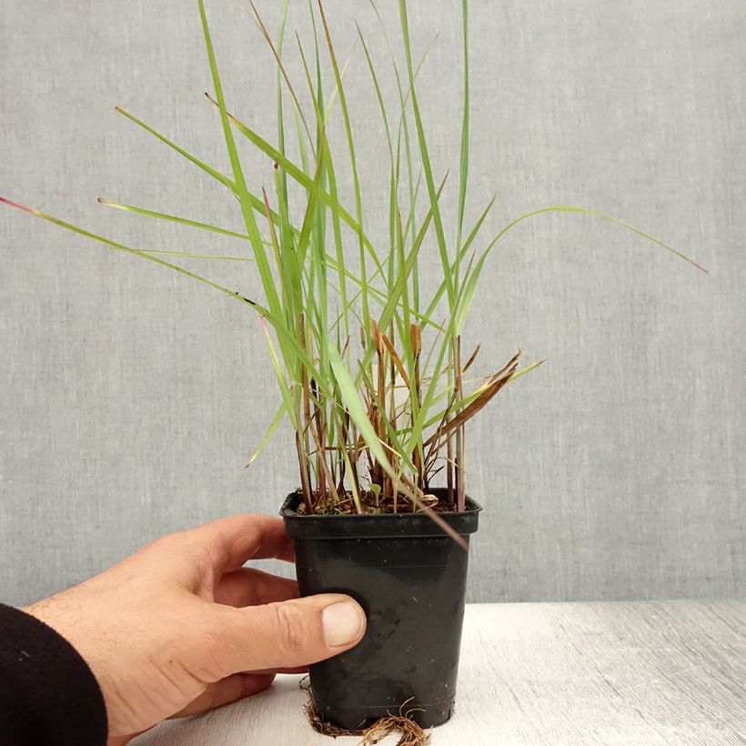 Exemplar von Panicum virgatum Northwind - Ruten-Hirse Kleine Töpfe von 8/9 cm wie im Sommer geliefert