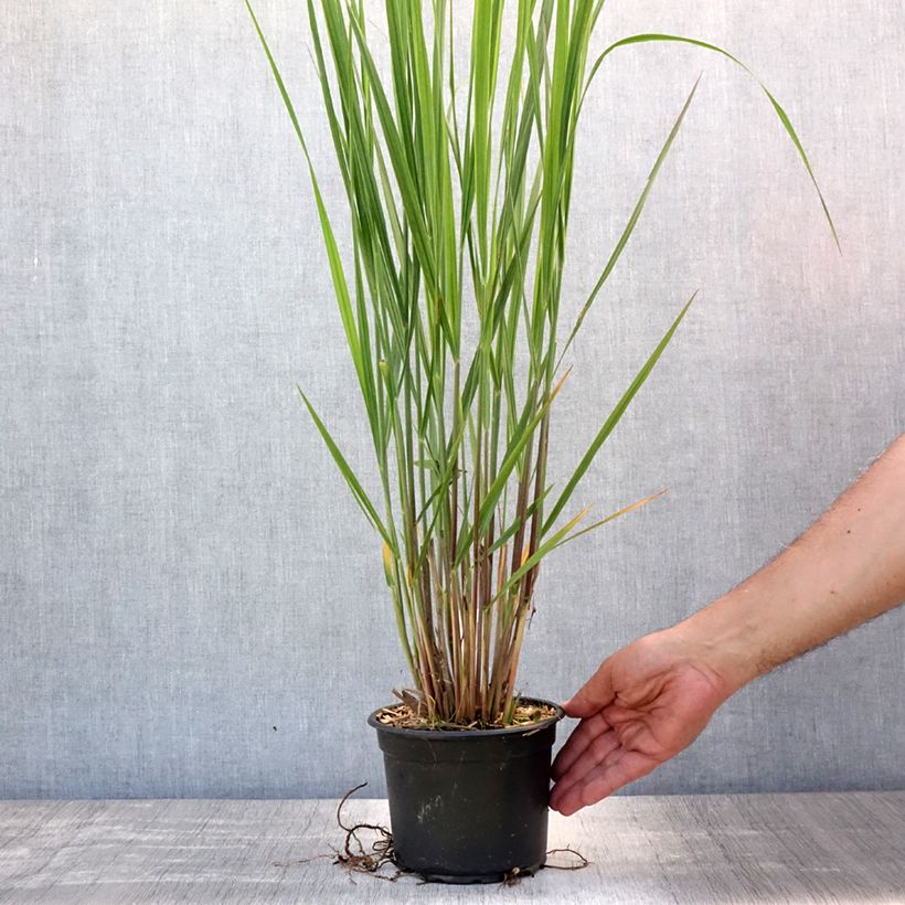 Exemplar von Panicum virgatum Northwind - Ruten-Hirse Topf mit 2L/3L wie im Sommer geliefert