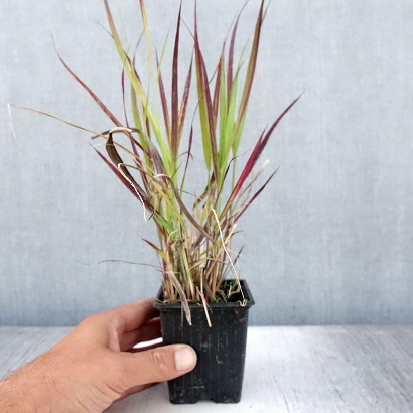 Exemplar von Panicum virgatum Oxblood Autumn - Ruten-Hirse Kleine Töpfe von 8/9 cm wie im Sommer geliefert