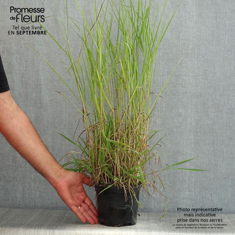 Exemplar von Panicum virgatum Prairie Sky - Ruten-Hirse Topf mit 2L/3L wie im Sommer geliefert