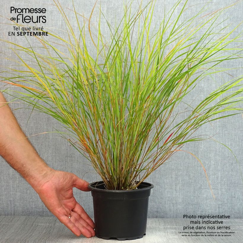 Exemplar von Panicum virgatum Rehbraun - Ruten-Hirse Topf mit 2L/3L wie im Sommer geliefert