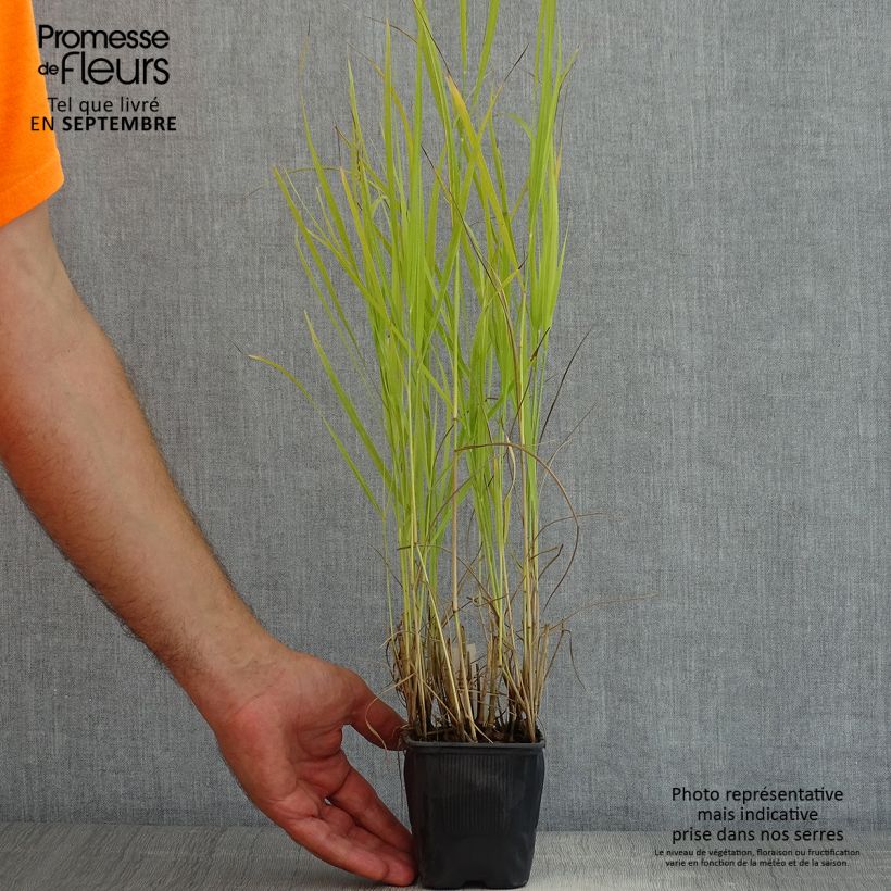 Exemplar von Panicum virgatum Rotstrahlbusch - Ruten-Hirse Kleine Töpfe von 8/9 cm wie im Sommer geliefert