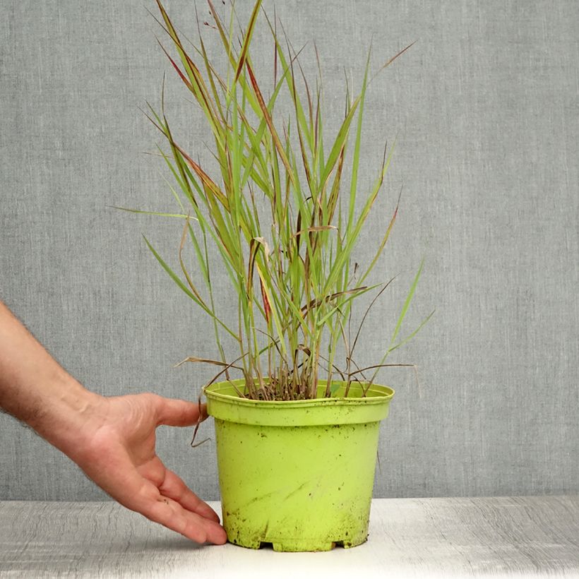 Exemplar von Panicum virgatum Shenandoah - Ruten-Hirse Topf mit 2L/3L wie im Sommer geliefert