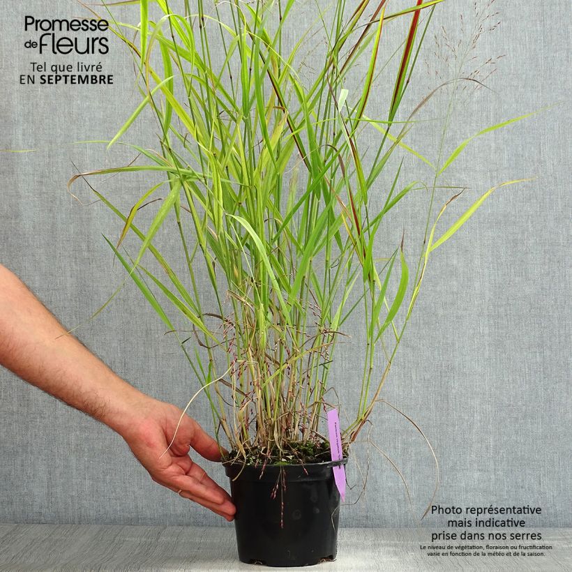 Exemplar von Panicum virgatum Squaw - Ruten-Hirse Topf mit 2L/3L wie im Sommer geliefert