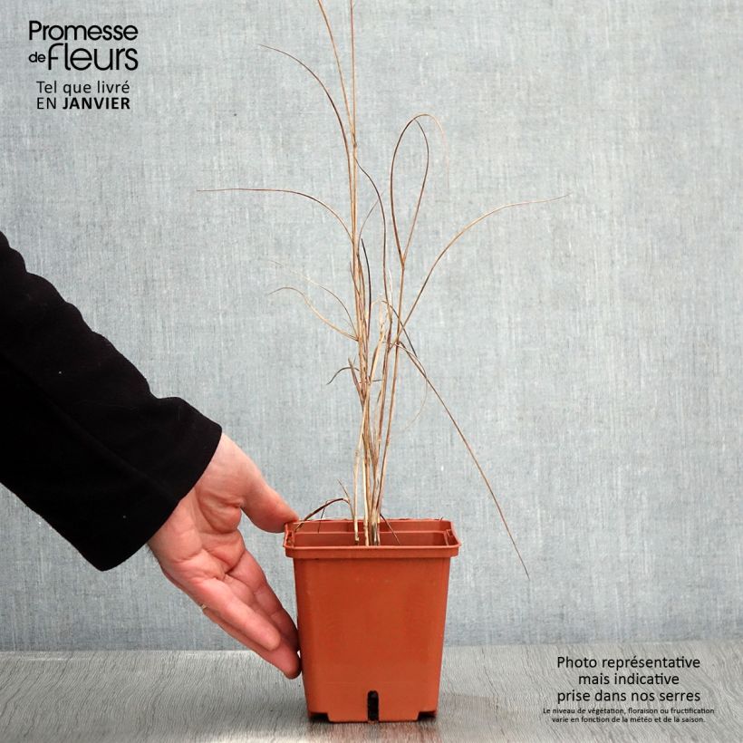 Exemplar von Panicum virgatum Purple Breeze - Ruten-Hirse Topf mit 1L/1,5L wie im Winter geliefert