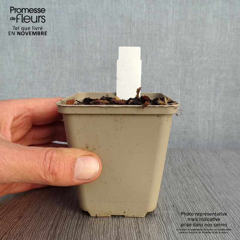 Exemplar von Paris quadrifolia - Einbeere Kleine Töpfe von 8/9 cm wie im Herbst geliefert