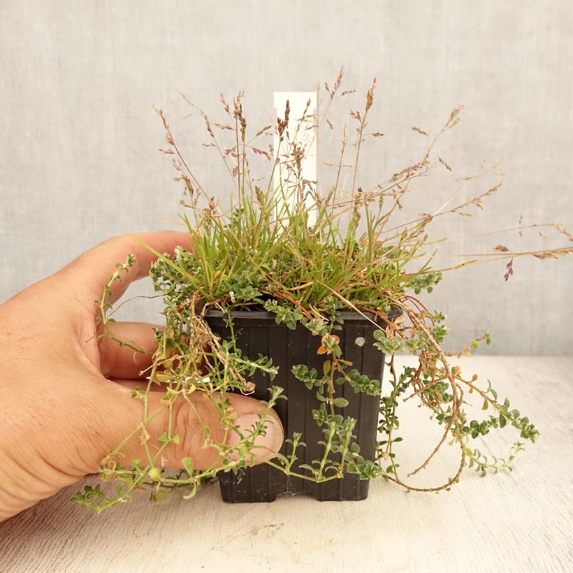 Exemplar von Paronychia kapela subsp. serpyllifolia - Mauermiere Kleine Töpfe von 8/9 cm wie im Sommer geliefert