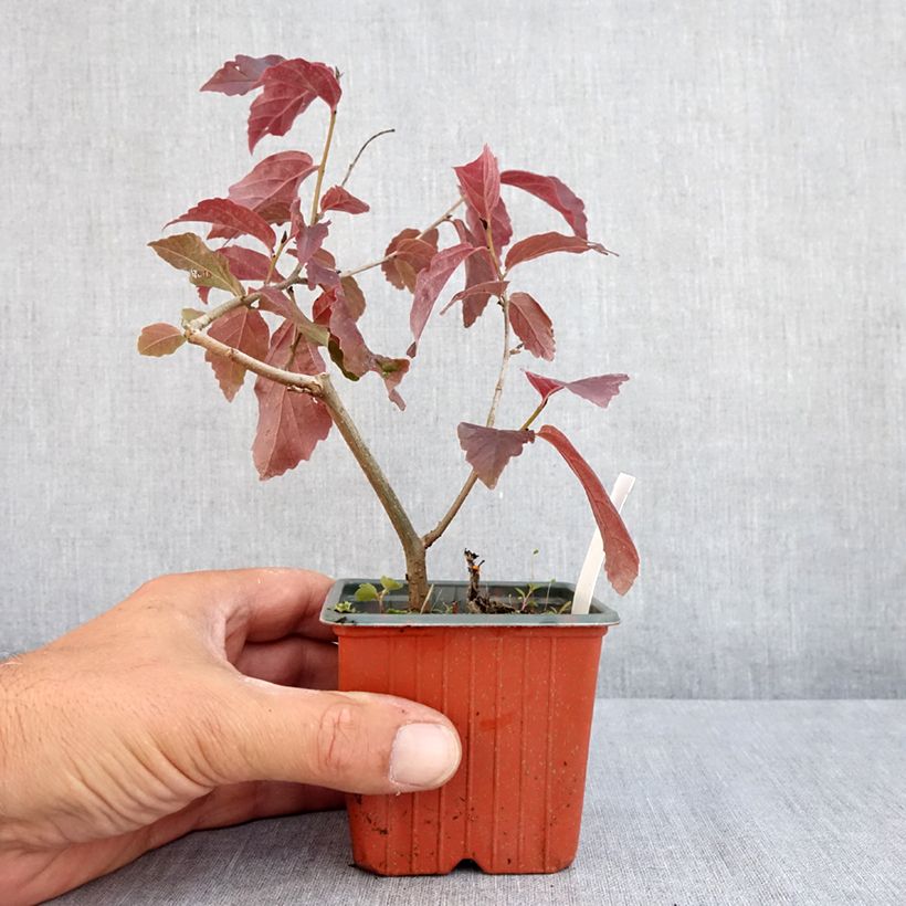 Exemplar von Eisenbaum Bella - Parrotia persica Kleine Töpfe von 8/9 cm wie im Sommer geliefert