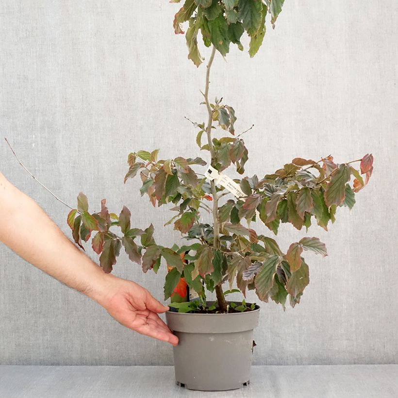 Exemplar von Eisenbaum Burgundy - Parrotia persica Topf mit 4L/5L wie im Sommer geliefert