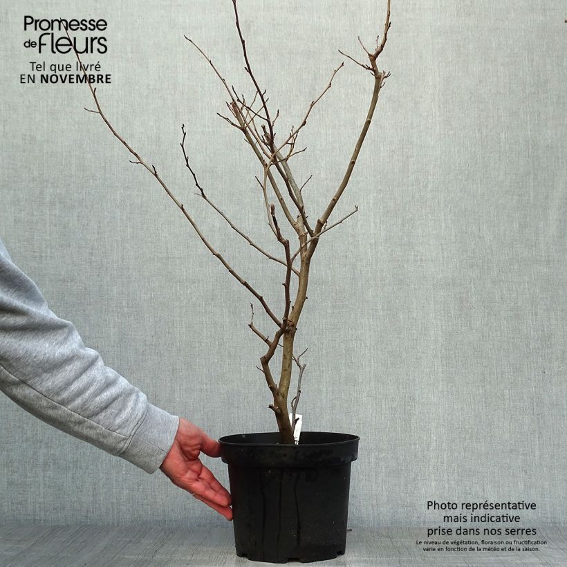 Exemplar von Eisenbaum Vanessa - Parrotia persica Topf mit 4L/5L wie im Herbst geliefert