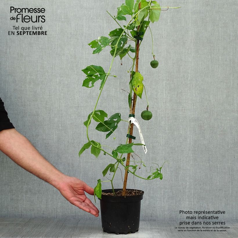 Exemplar von Fleischfarbene Passionsblume - Passiflora incarnata Topf mit 2L/3L wie im Herbst geliefert