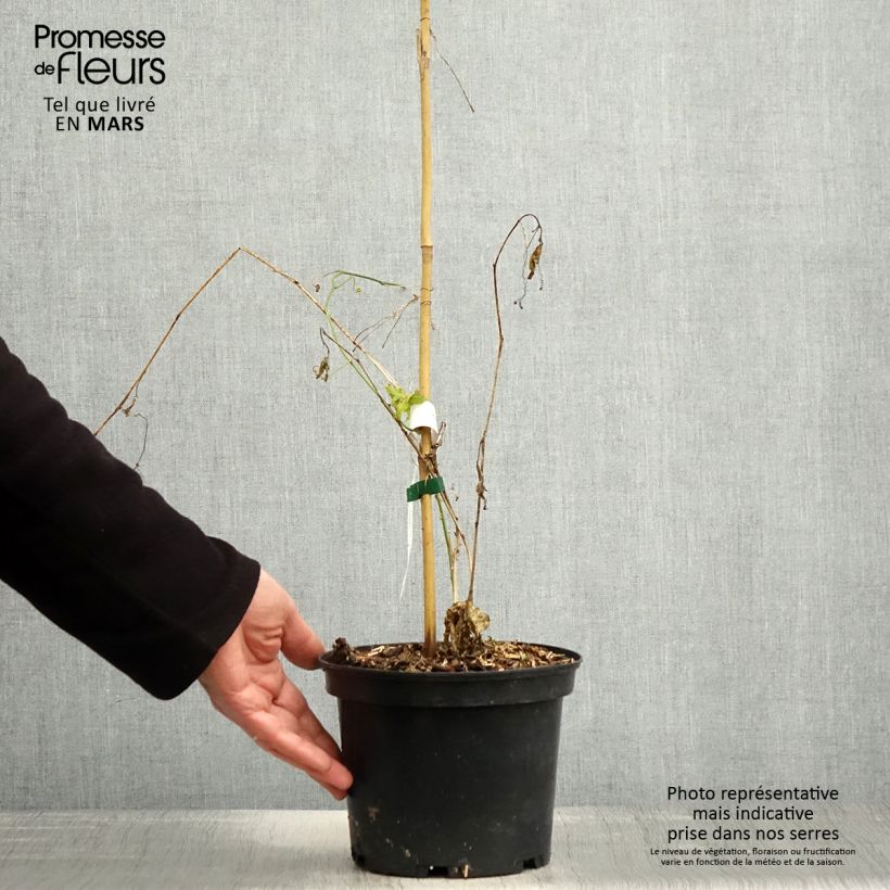 Exemplar von Fleischfarbene Passionsblume - Passiflora incarnata Topf mit 2L/3L wie im Frühjahr geliefert