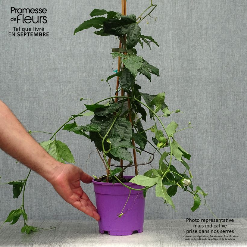 Exemplar von Passionsblume Byron Beauty - Passiflora Topf mit 2L/3L wie im Herbst geliefert