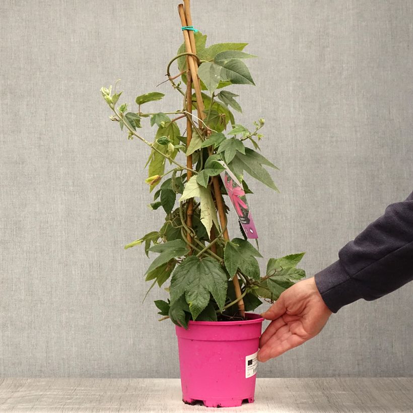 Exemplar von Passionsblume Pink Passion - Passiflora insignis Topf mit 2L/3L wie im Sommer geliefert