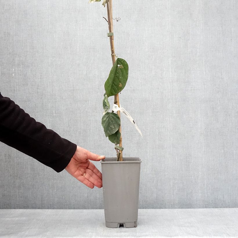 Exemplar von Riesen-Grenadille - Passiflora quadrangularis Topf mit 3L/4L wie im Winter geliefert