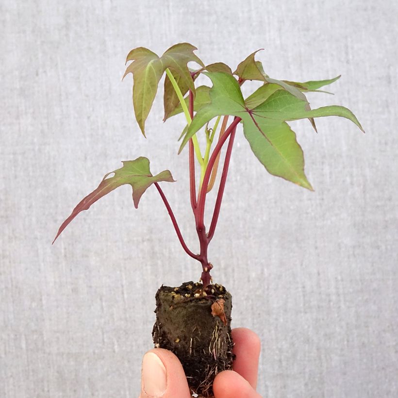Exemplar von Süßkartoffel Sakura - Ipomoea batatas Mini-Plug Ø 3/4 cm wie im Frühjahr geliefert