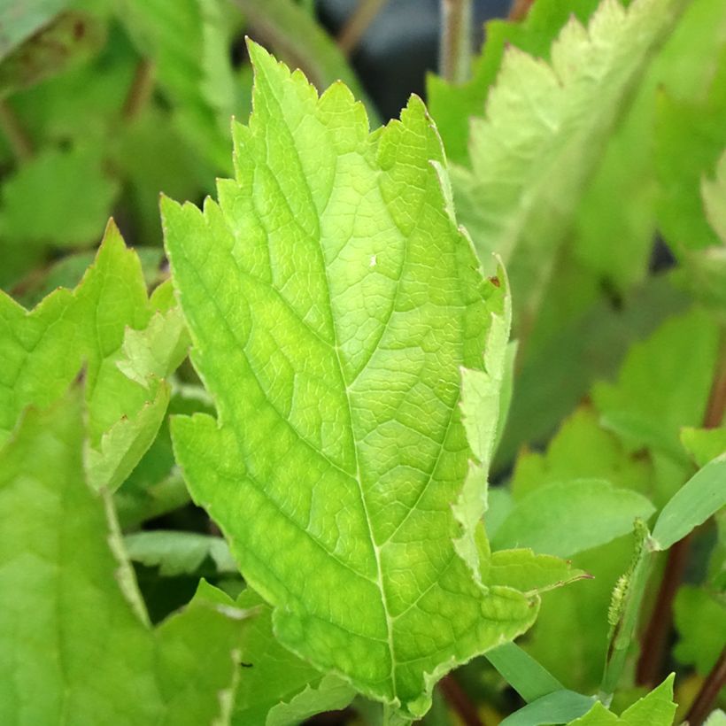 Patrinia gibbosa - Höcker-Goldbaldrian (Laub)