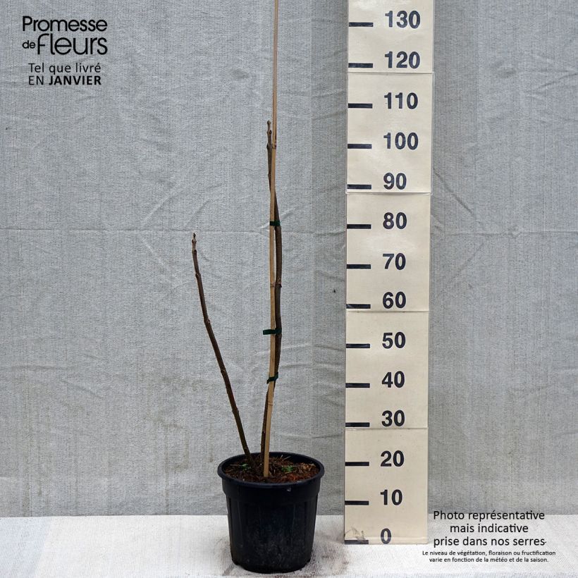 Exemplar von Paulownia elongata - Blauglockenbaum Topf mit 7,5L/10LGelieferte Höhe ca. 100/120cm wie im Winter geliefert