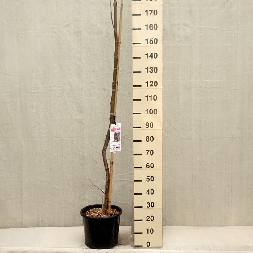 Exemplar von Paulownia fortunei April Light - Blauglockenbaum Topf mit 12L/15LGelieferte Höhe ca. 125/150cm wie im Frühjahr geliefert