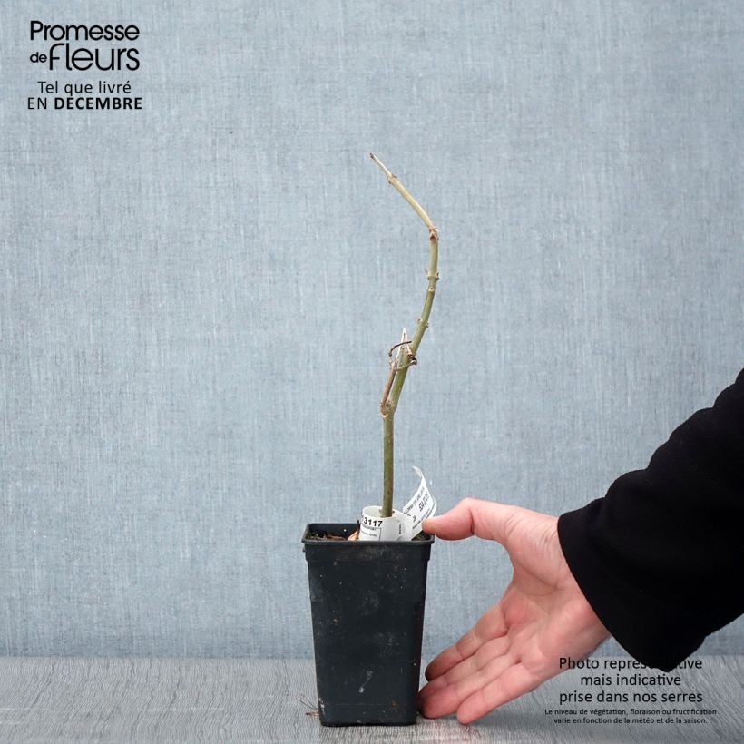 Exemplar von Paulownia fortunei April Light - Blauglockenbaum Topf mit 1L/1,5L wie im Herbst geliefert