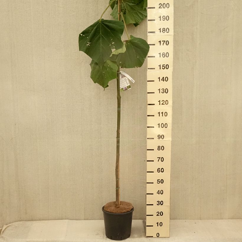 Exemplar von Paulownia fortunei Fast Blue Minfast - Blauglockenbaum Topf mit 12L/15L wie im Sommer geliefert