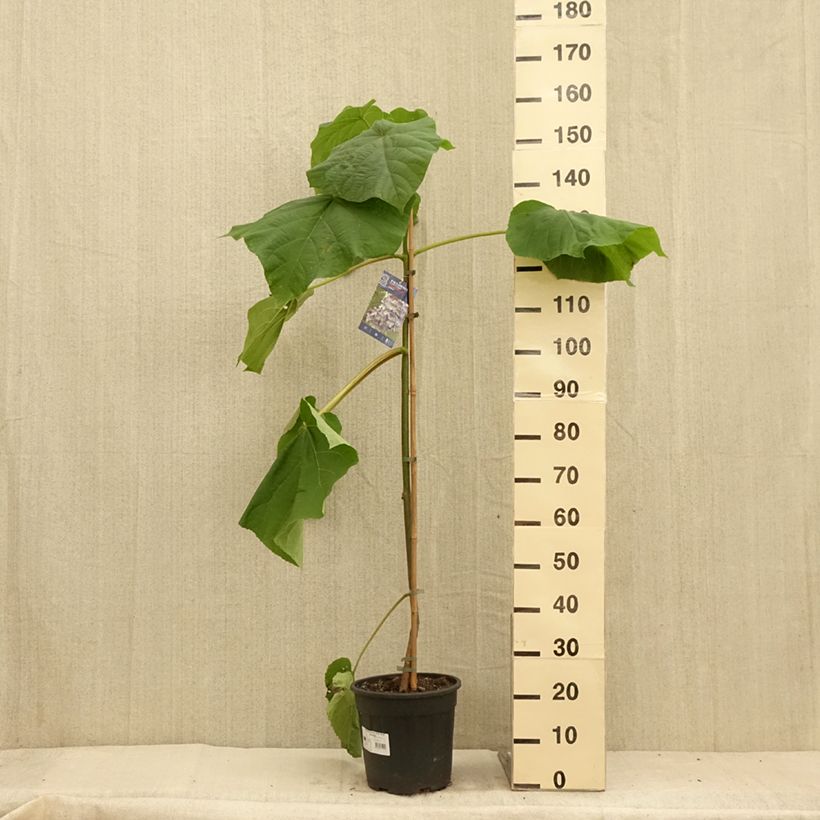 Exemplar von Paulownia fortunei Fast Blue Minfast - Blauglockenbaum Topf mit 7,5L/10L wie im Sommer geliefert