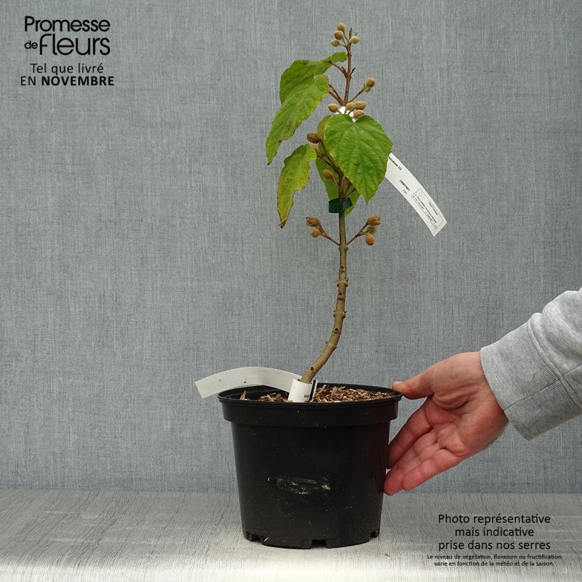 Exemplar von Paulownia tomentosa Hulsdonk - Blauglockenbaum Topf mit 3L/4L wie im Herbst geliefert