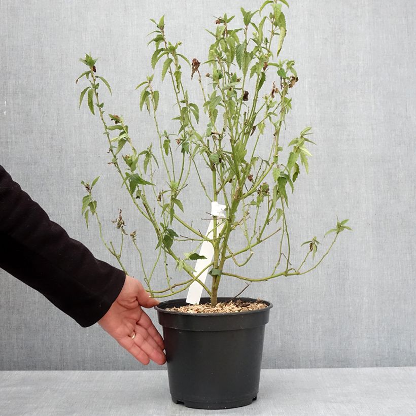 Exemplar von Pavonia Flamboyant Topf mit 4L/5L wie im Winter geliefert