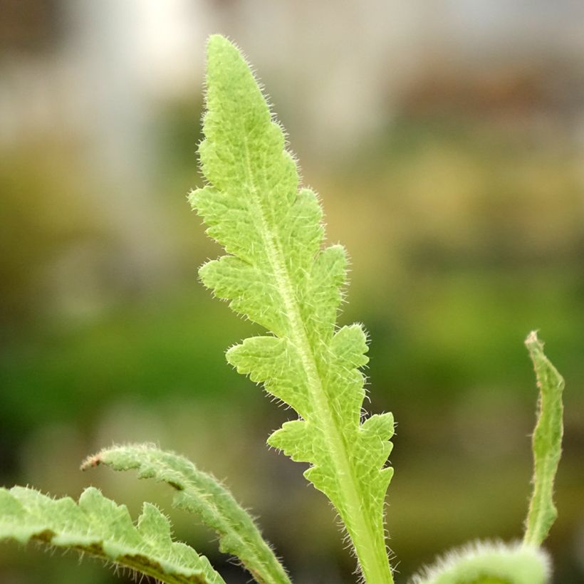 Orientalischer Mohn Marlene - Papaver orientale (Laub)