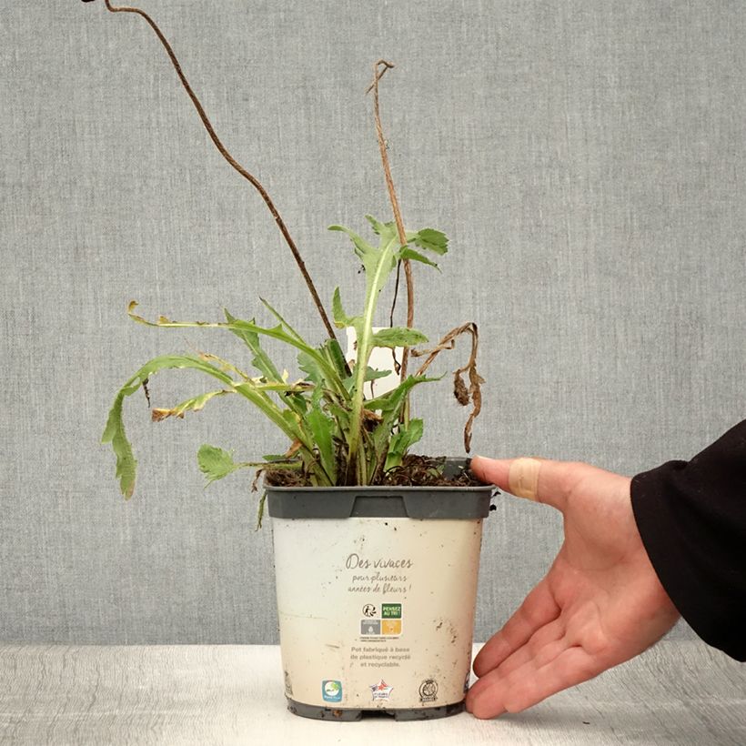 Exemplar von Orientalischer Mohn Royal Wedding - Papaver orientale Topf mit 2L/3L wie im Sommer geliefert