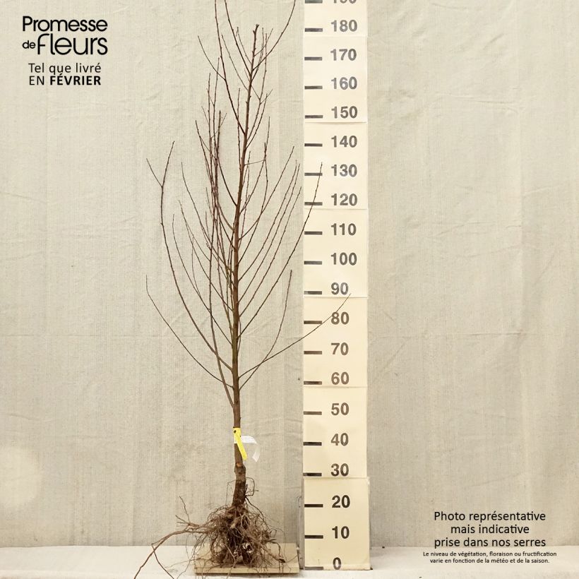 Exemplar von Pfirsich Amsden - Prunus persica Wurzelnackt, Gobelet-Form wie im Winter geliefert
